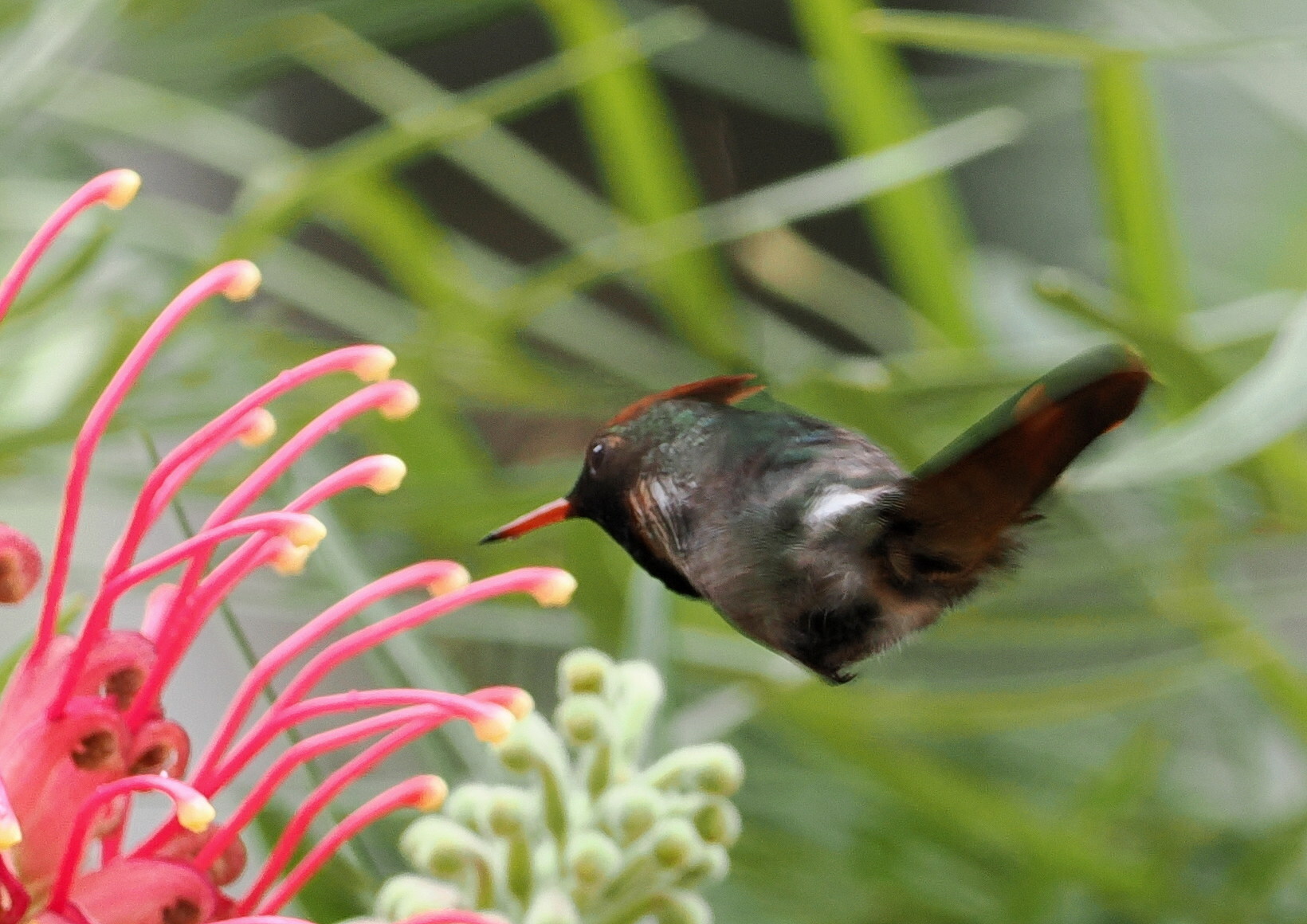 Frilled Coquette (Lophornis magnificus), photo 2