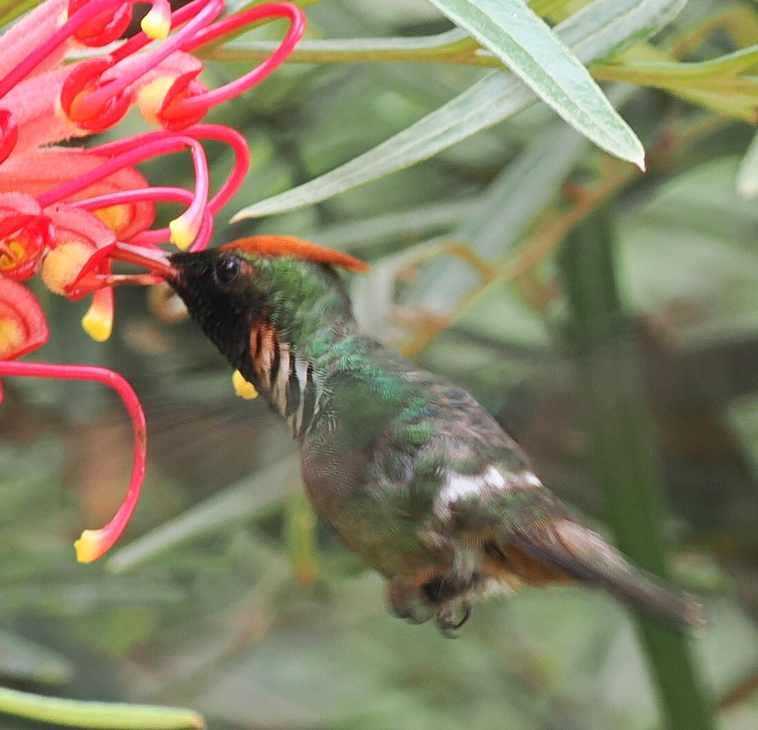 Frilled Coquette (Lophornis magnificus), photo 3