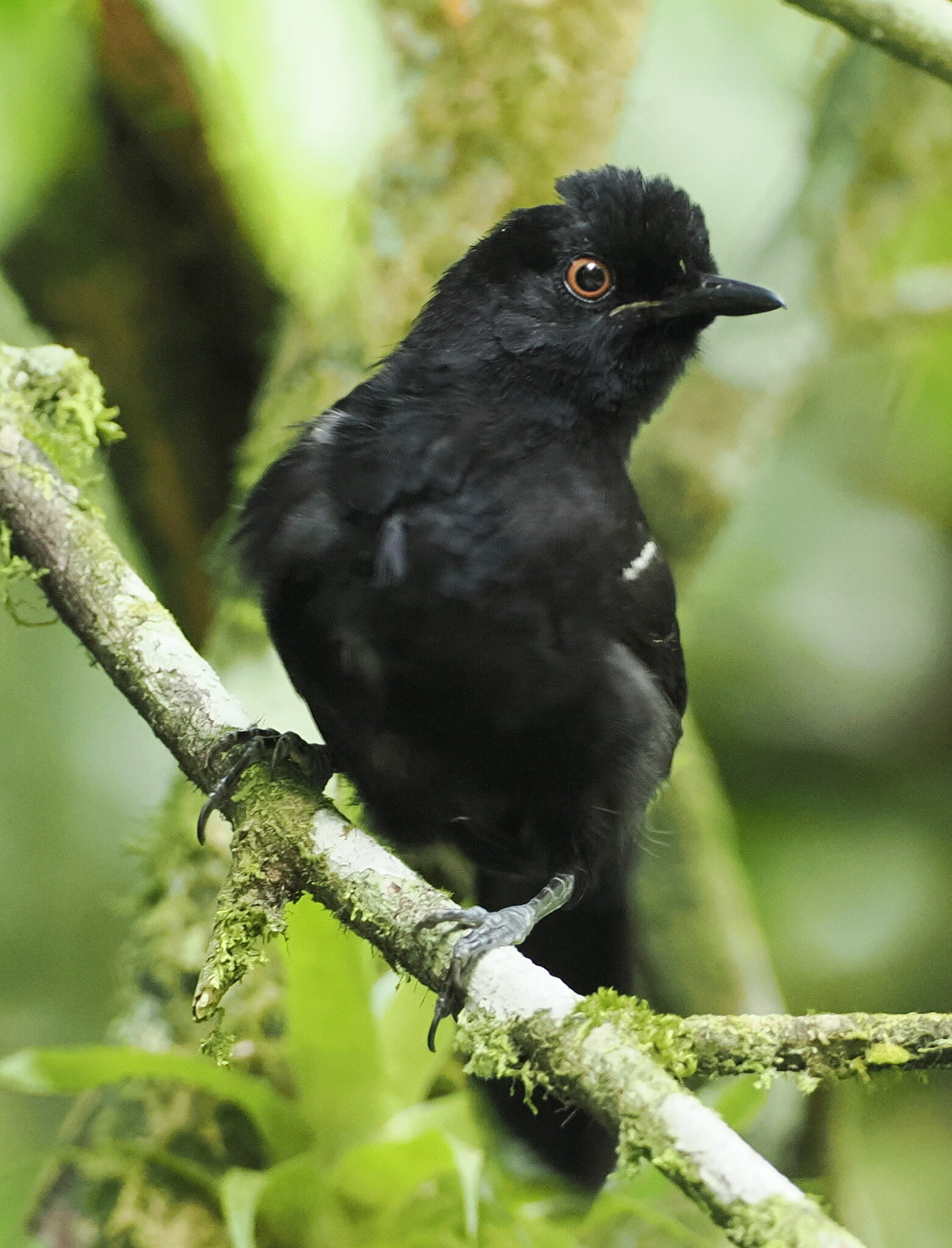 White-shouldered Fire-eye (Pyriglena leucoptera), photo 5