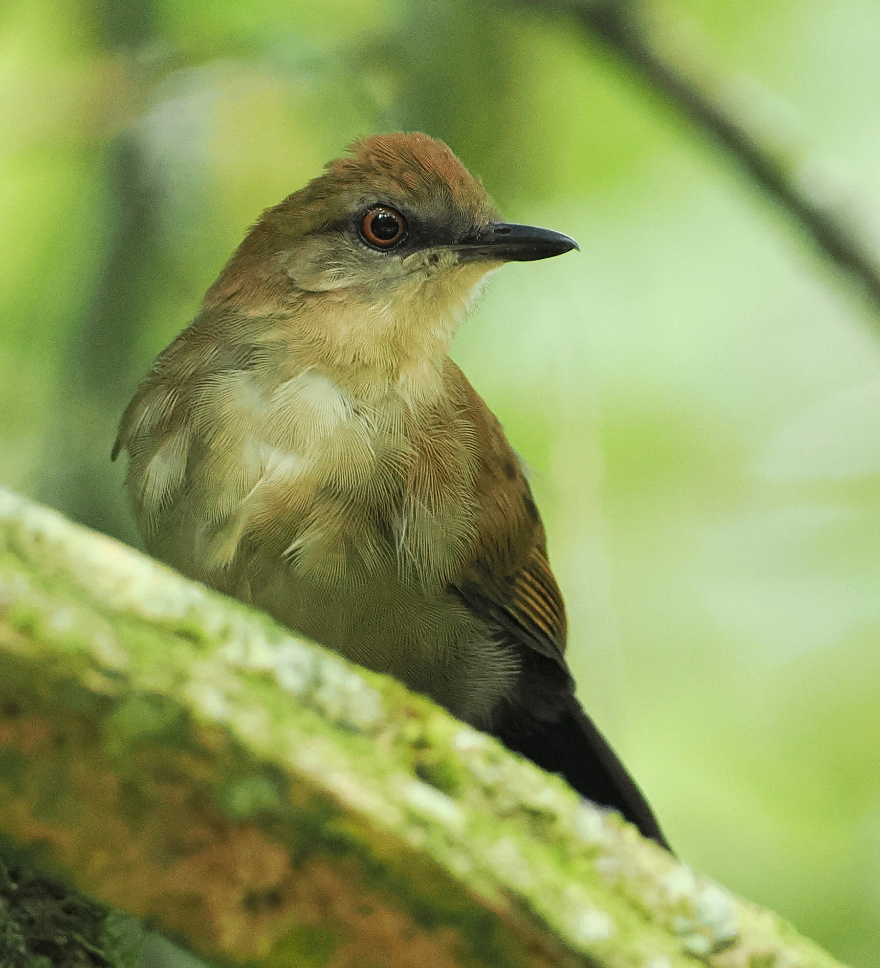White-shouldered Fire-eye (Pyriglena leucoptera), photo 4