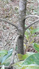 Xanthostemon chrysanthus