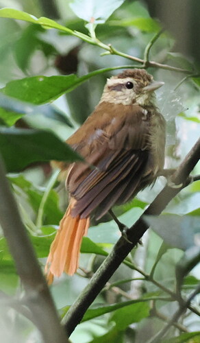 White-browed Foliage-gleaner (Anabacerthia amaurotis)