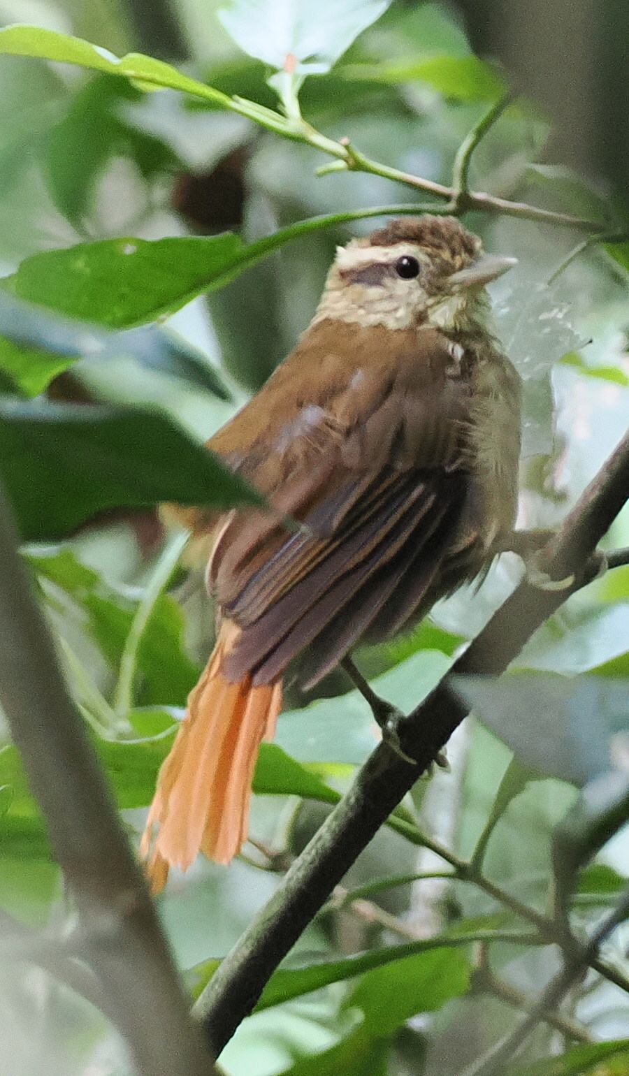 White-browed Foliage-gleaner (Anabacerthia amaurotis), photo 1