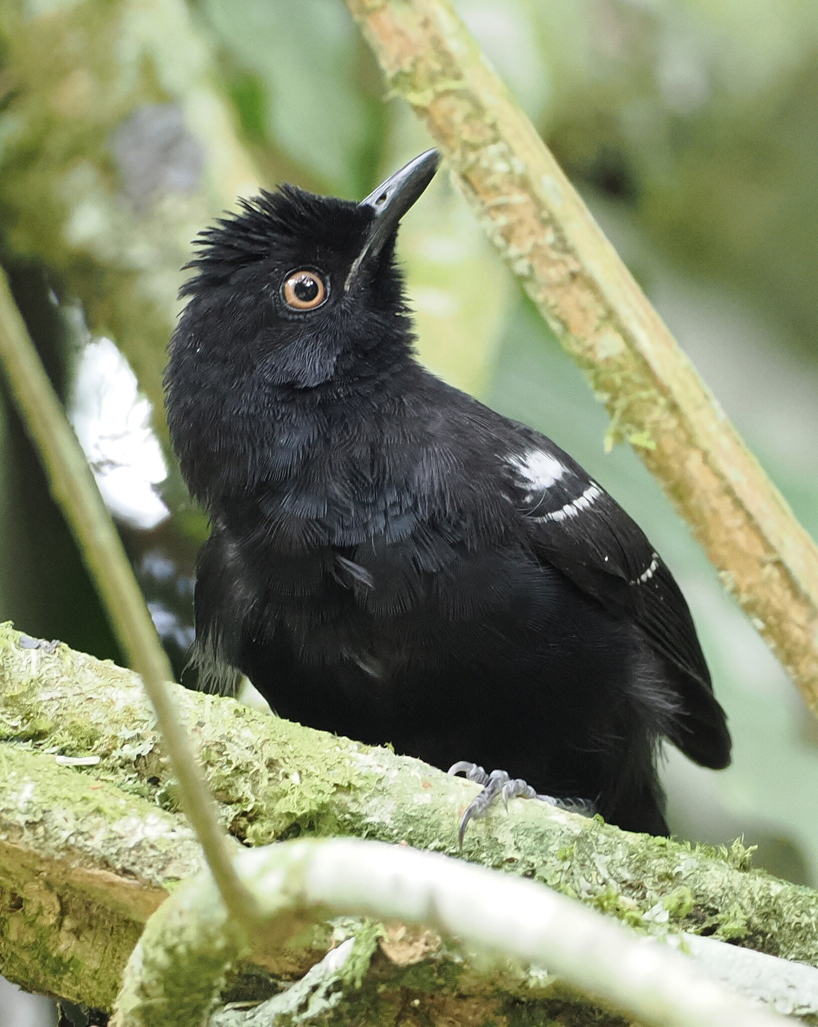 White-shouldered Fire-eye (Pyriglena leucoptera), photo 6