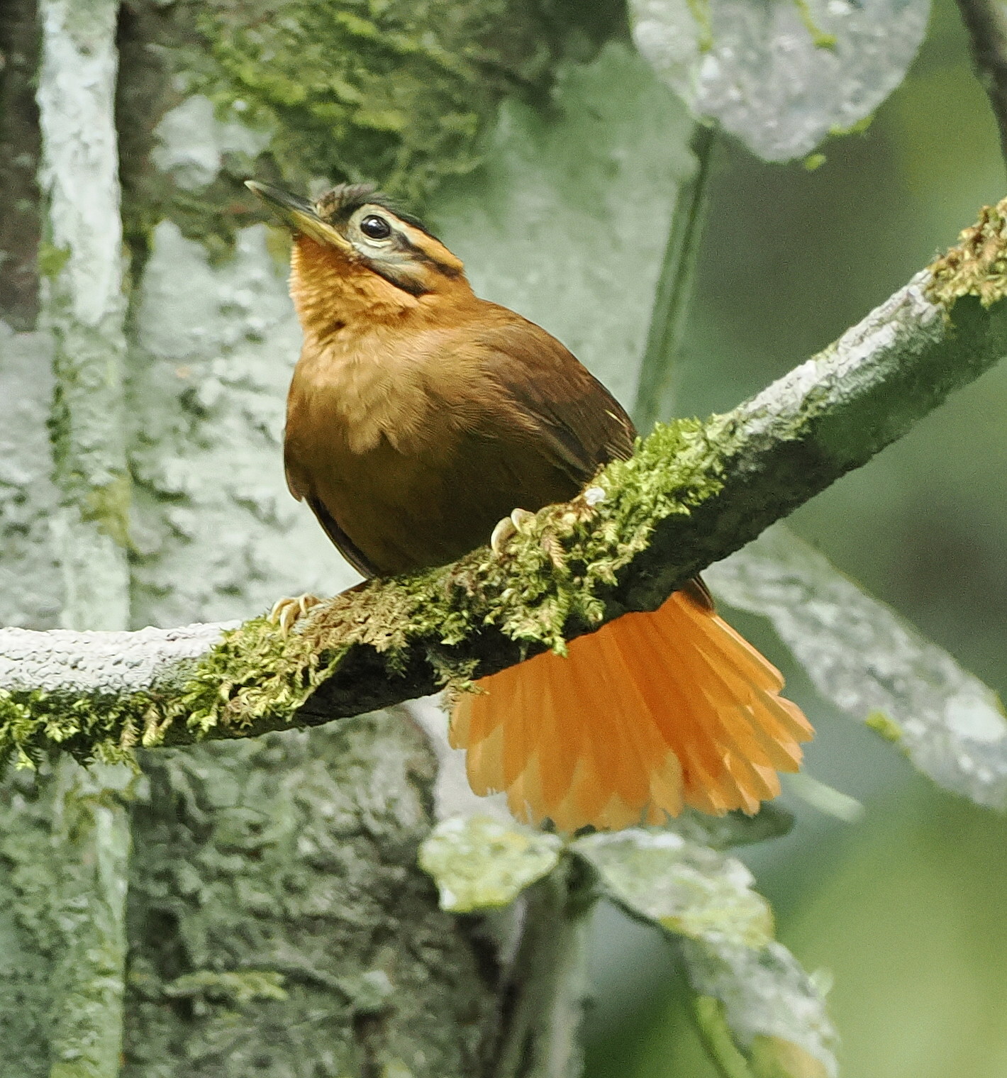 Black-capped Foliage-gleaner (Philydor atricapillus), photo 3