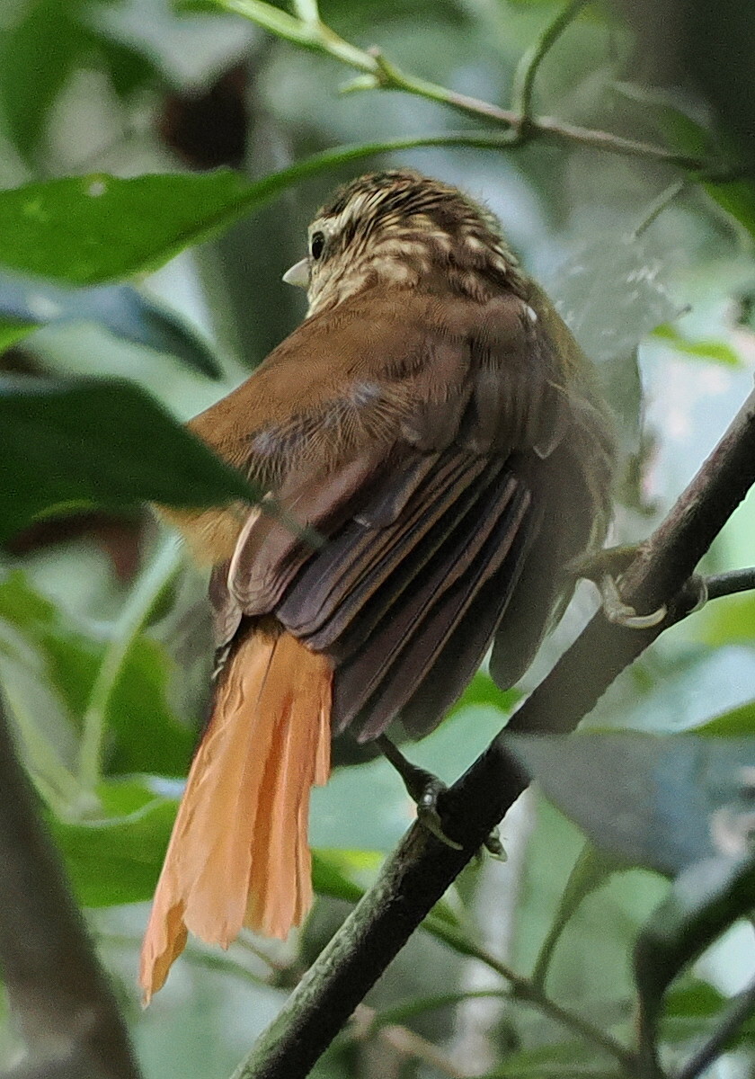 White-browed Foliage-gleaner (Anabacerthia amaurotis), photo 2