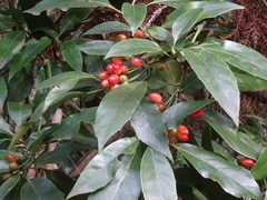 Aucuba japonica