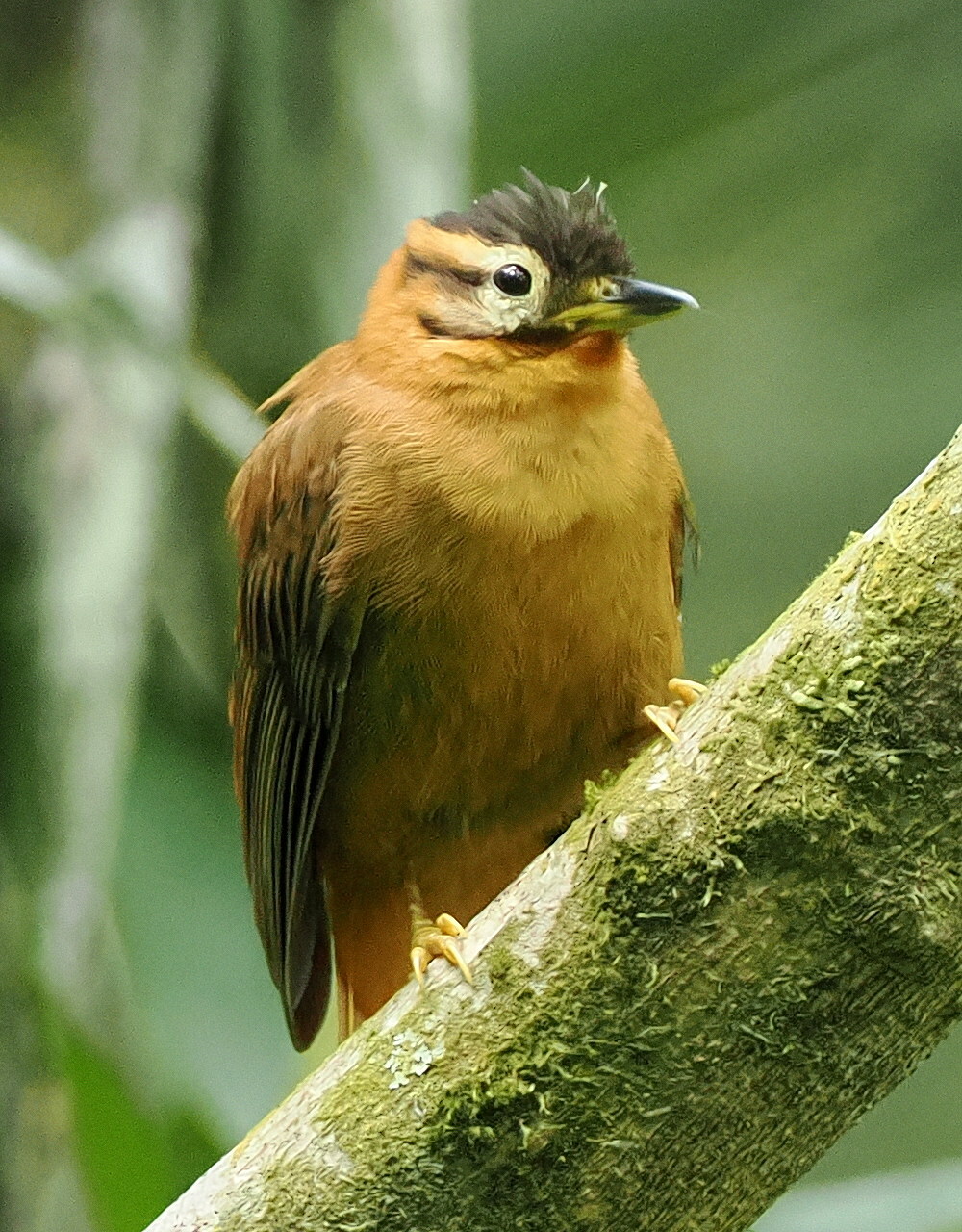 Black-capped Foliage-gleaner (Philydor atricapillus), photo 4