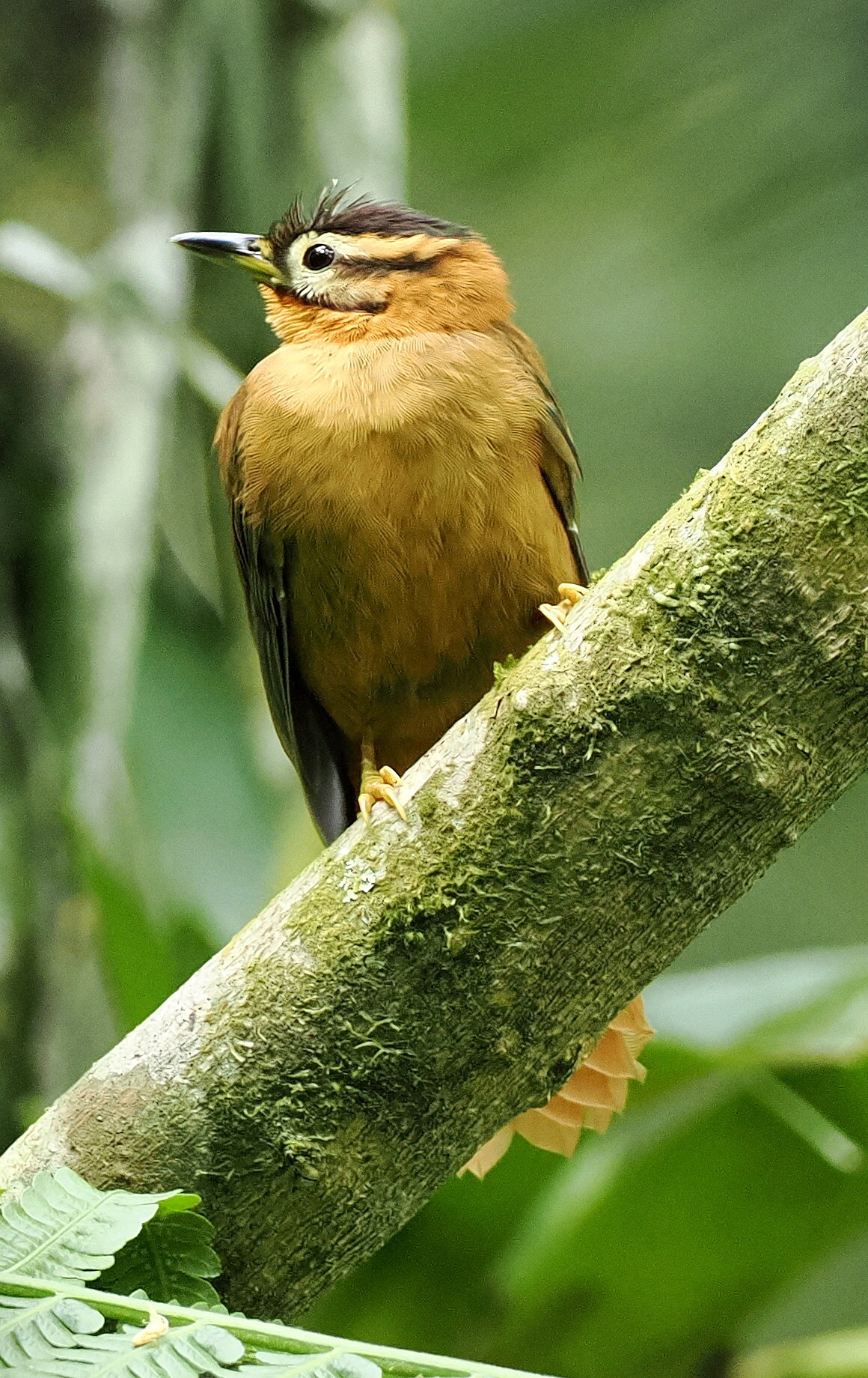 Black-capped Foliage-gleaner (Philydor atricapillus), photo 5