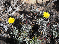 Euryops othonnoides