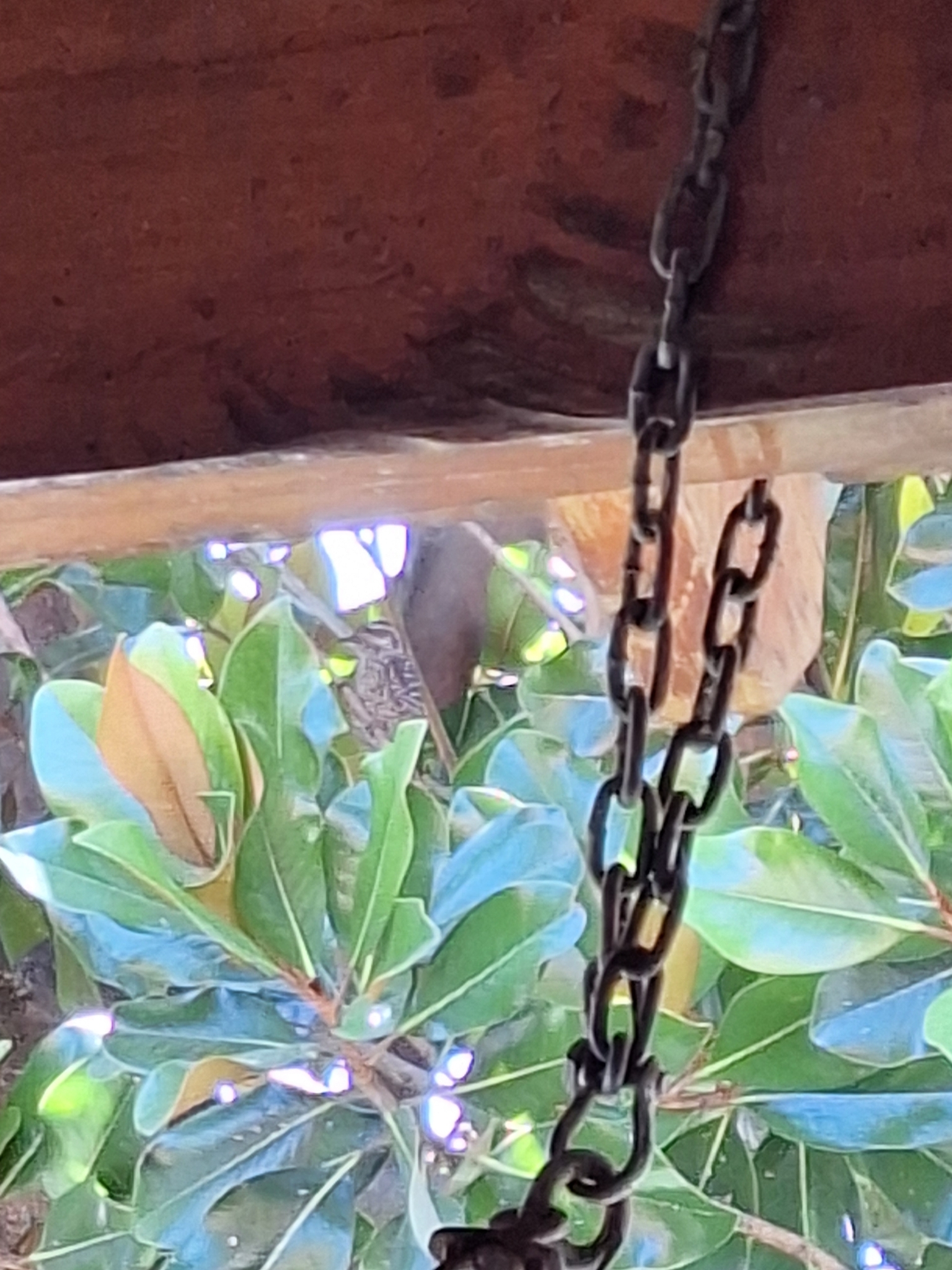 Checkered Woodpecker (Veniliornis mixtus), photo 1