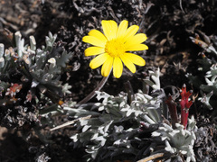 Euryops othonnoides