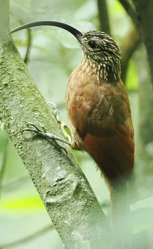 Black-billed Scythebill (Campylorhamphus falcularius)