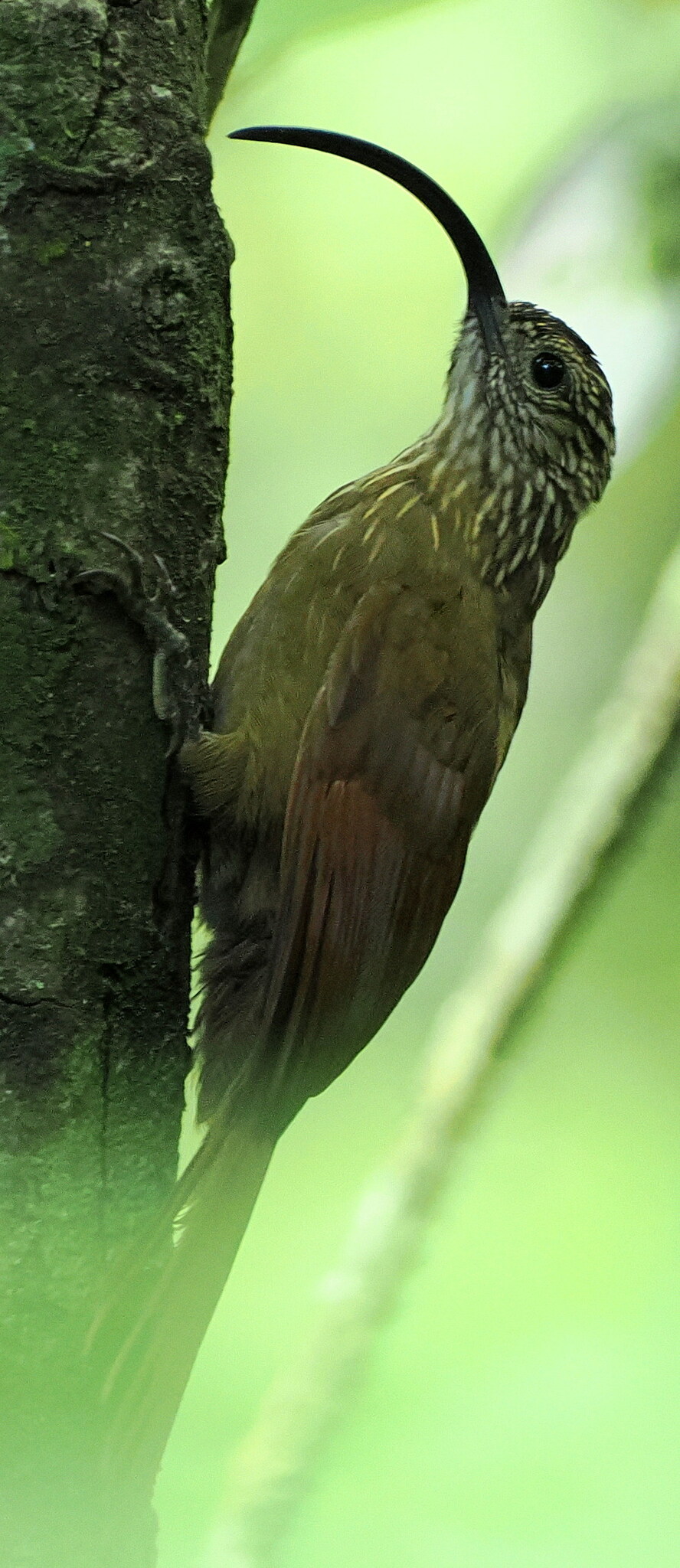 Black-billed Scythebill (Campylorhamphus falcularius), photo 2