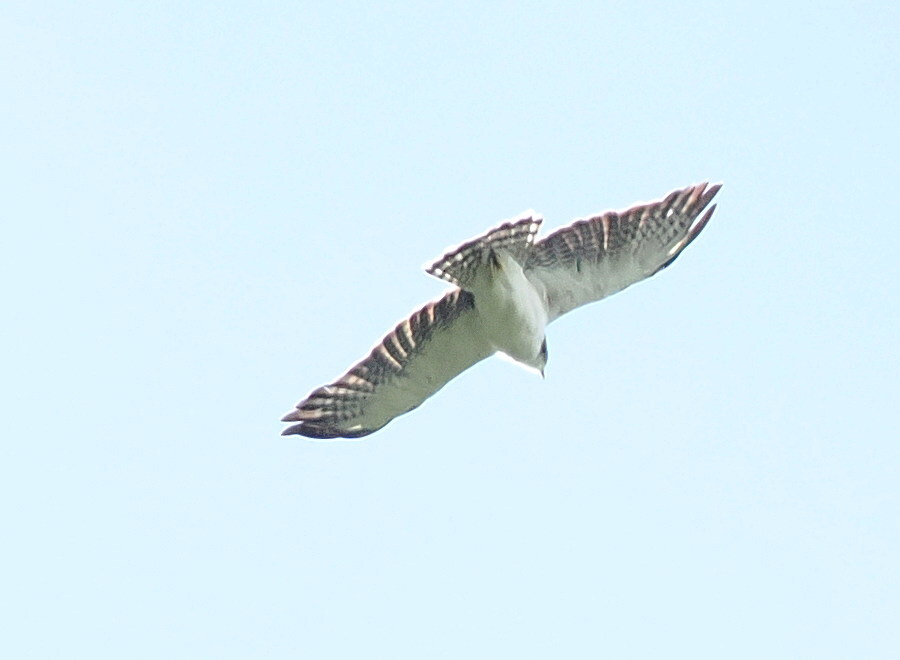 Short-tailed Hawk (Buteo brachyurus), photo 10