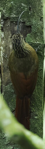 Black-billed Scythebill (Campylorhamphus falcularius), photo 7