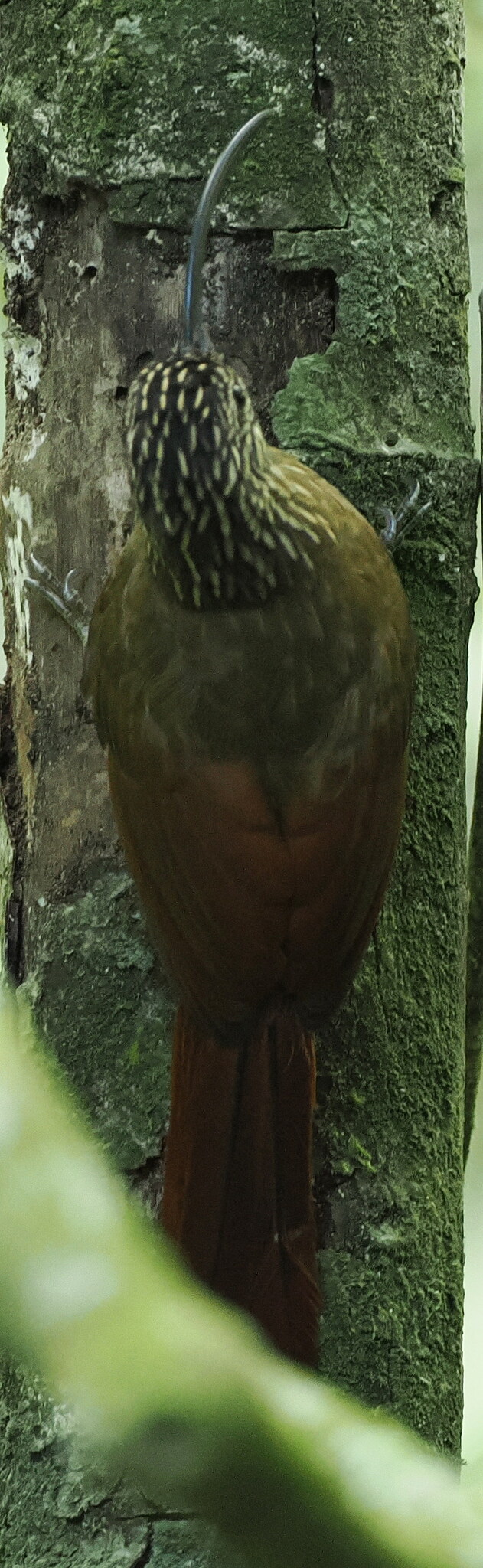 Black-billed Scythebill (Campylorhamphus falcularius), photo 5