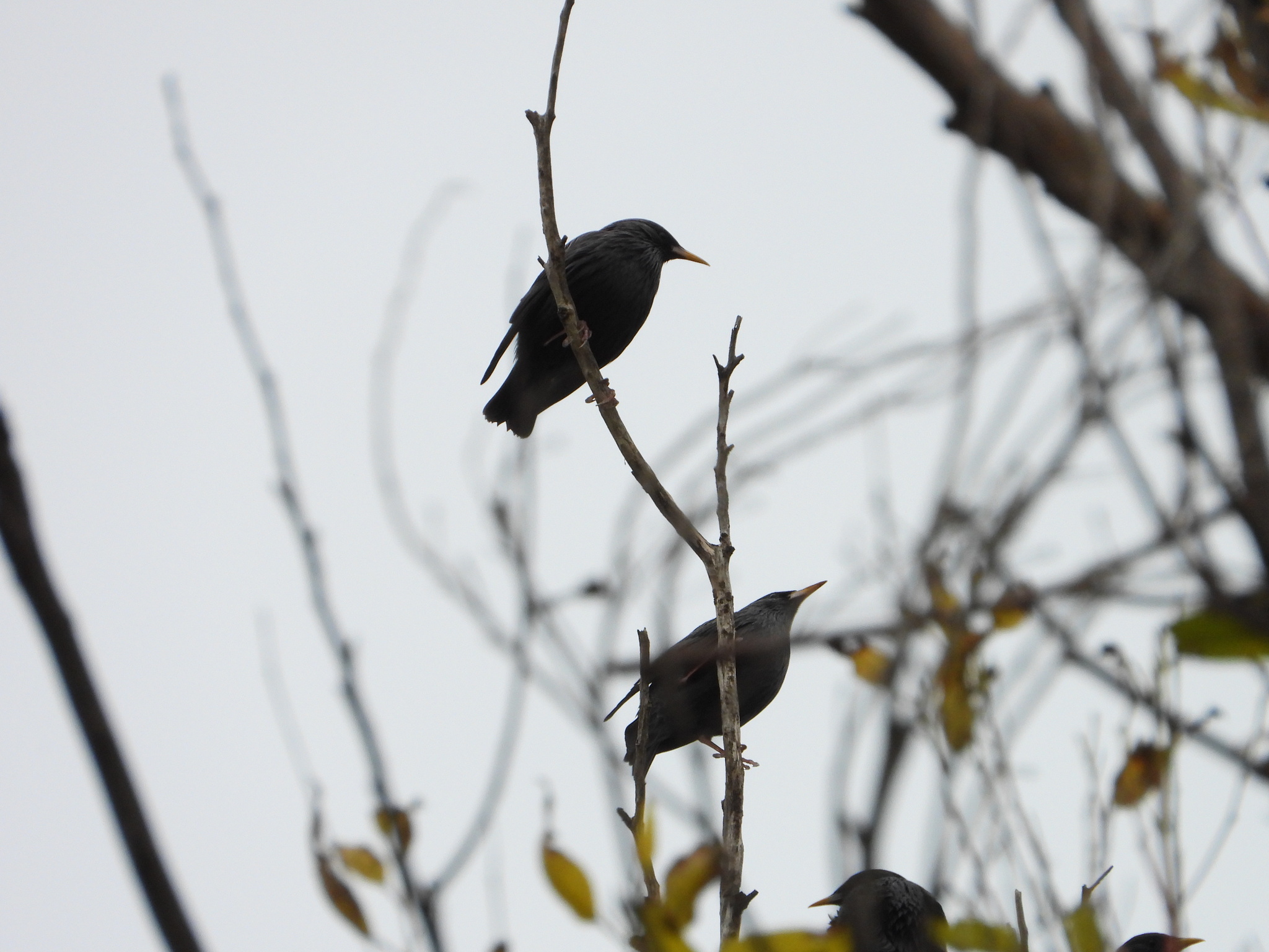 Spotless Starling (Sturnus unicolor), photo 10