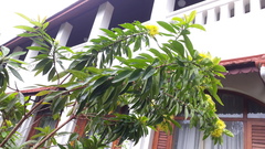 Xanthostemon chrysanthus