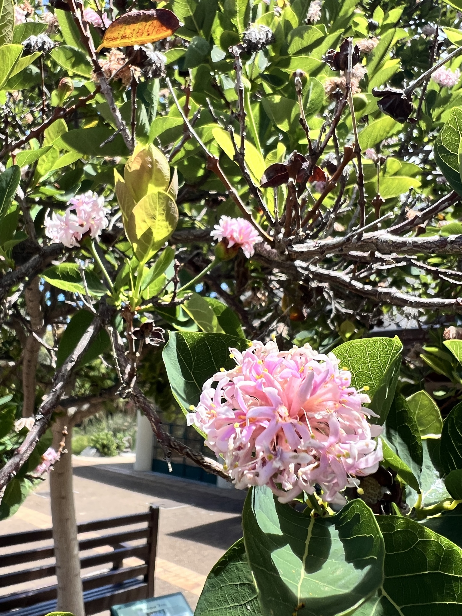 Imagem de Dais cotinifolia