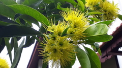 Xanthostemon chrysanthus