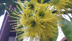 Xanthostemon chrysanthus