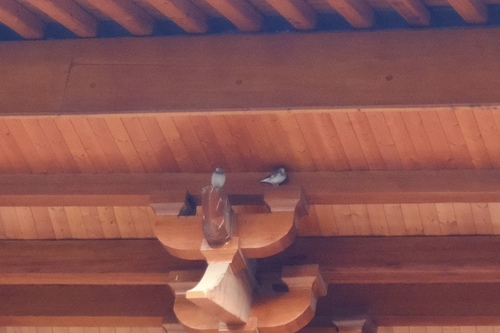 Red-billed Starling (Spodiopsar sericeus), photo 5