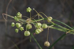 Asclepias praemorsa