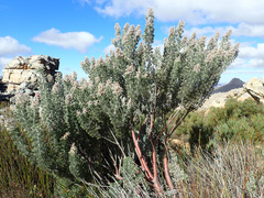 Paranomus tomentosus