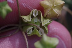 Asclepias praemorsa