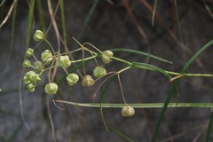 Asclepias praemorsa