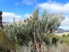 Paranomus tomentosus