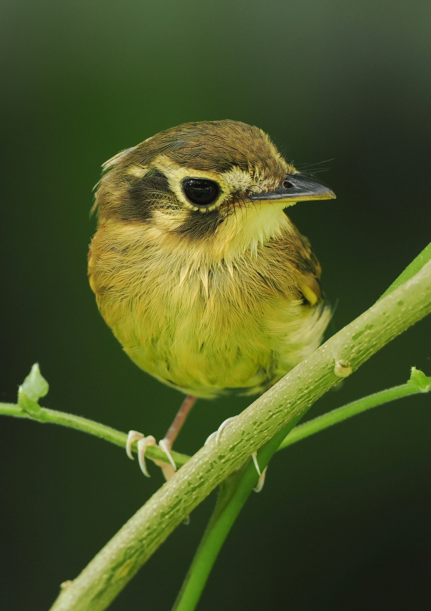 White-throated Spadebill (Platyrinchus mystaceus), photo 2