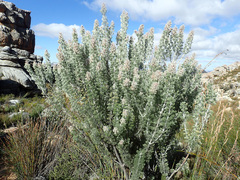 Paranomus tomentosus