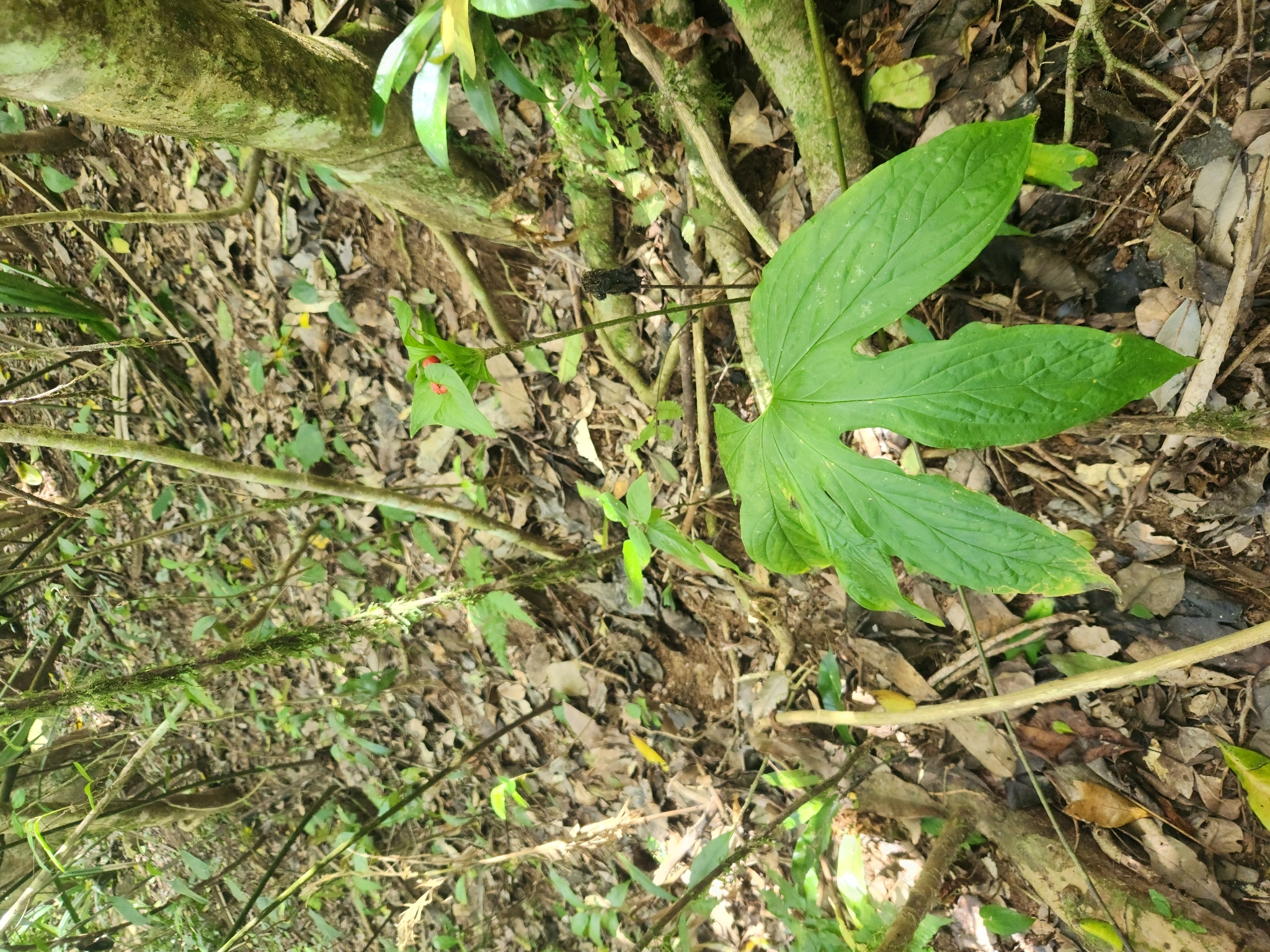 Tacca palmata — ảnh 2