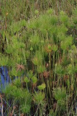 Cyperus prolifer