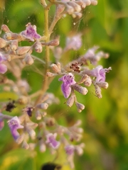Vitex trifolia