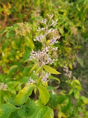 Vitex trifolia