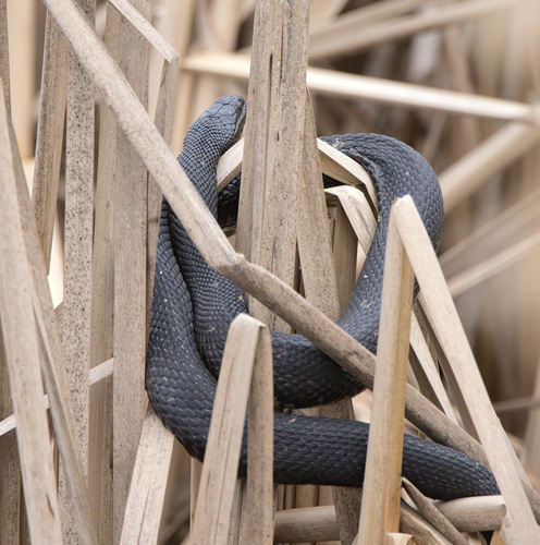 Mississippi Green Watersnake