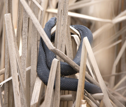 Mississippi Green Watersnake
