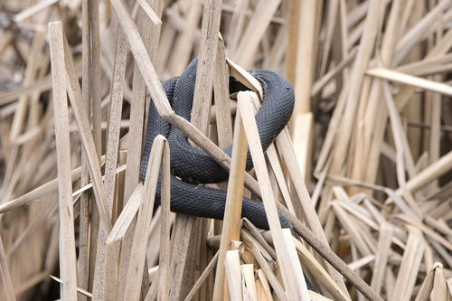 Mississippi Green Watersnake