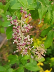 Vitex trifolia