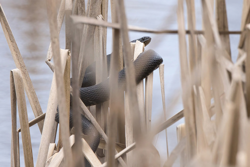 Mississippi Green Watersnake