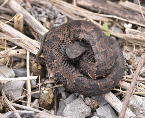 Northern Cottonmouth