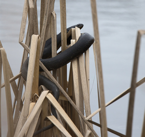 Mississippi Green Watersnake