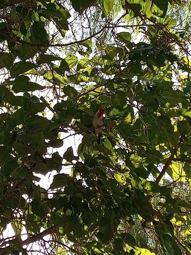 Red-crested Cardinal