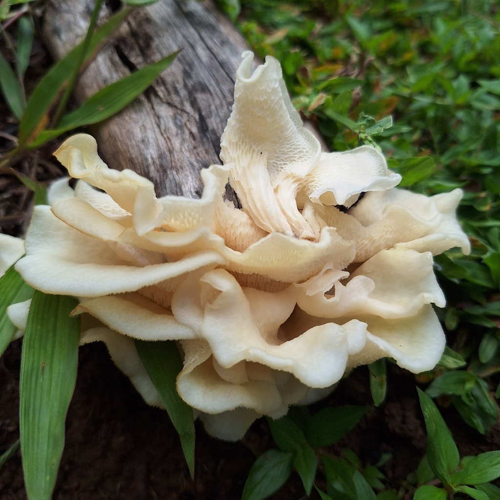 Favolus brasiliensis · January 2026 · photo: © deniszabin (iNaturalist, cc-by)