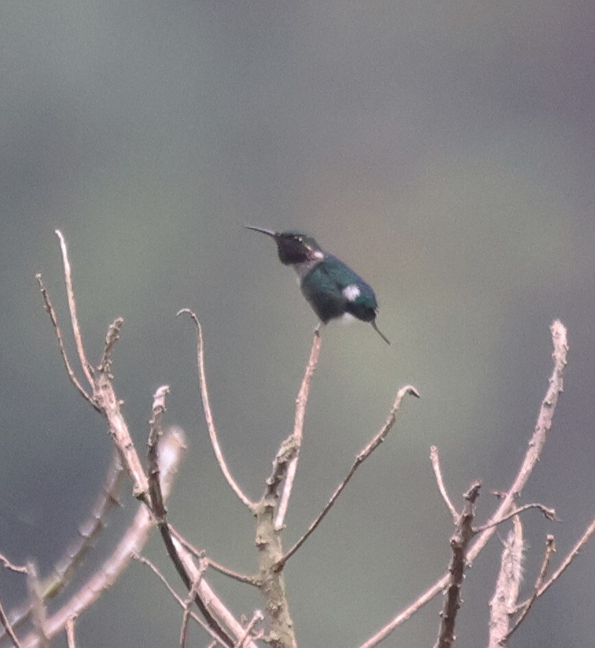 Gorgeted Woodstar (Chaetocercus heliodor), photo 1