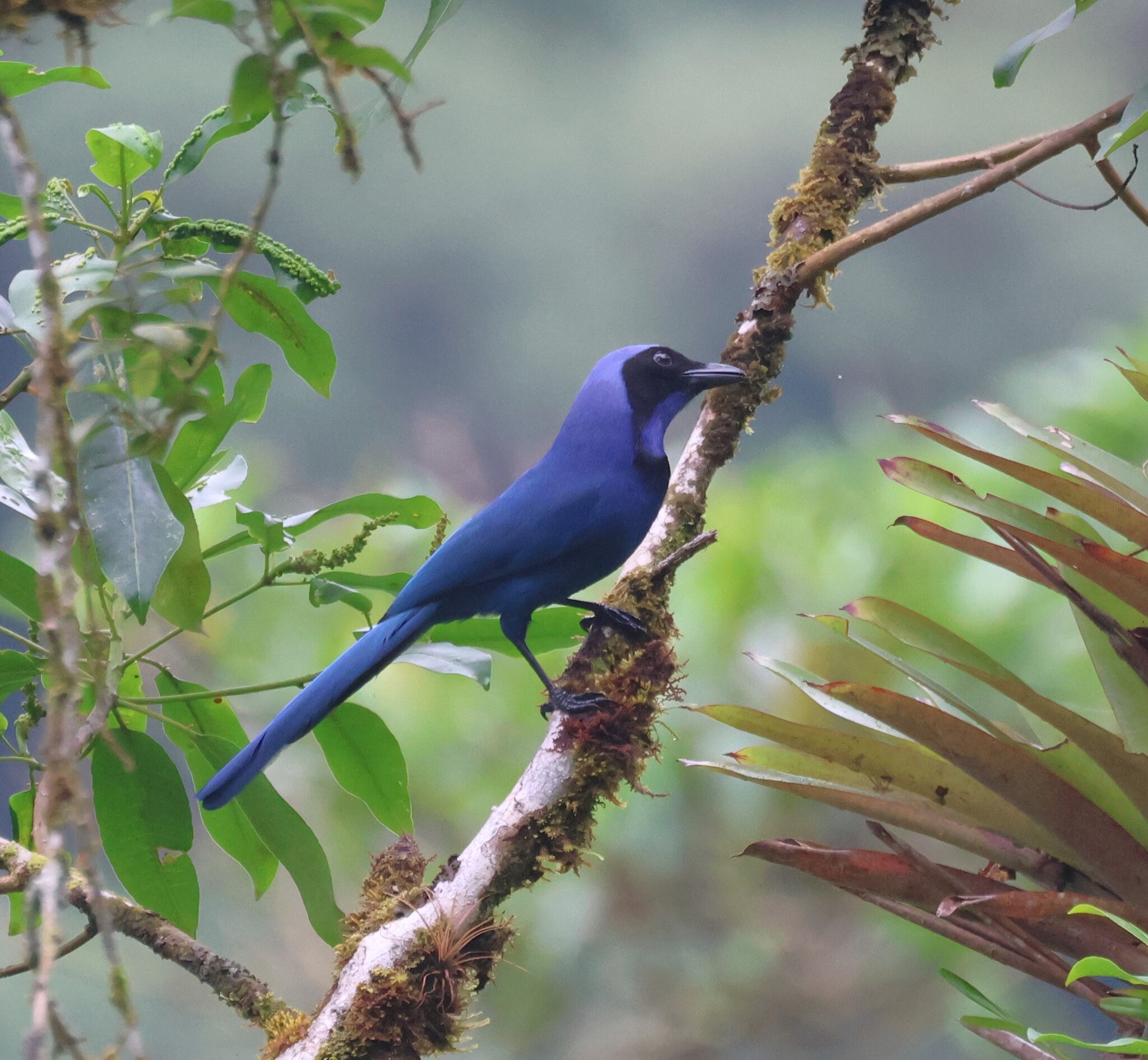 Black-collared Jay (Cyanolyca armillata), photo 10