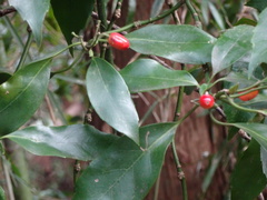 Aucuba japonica